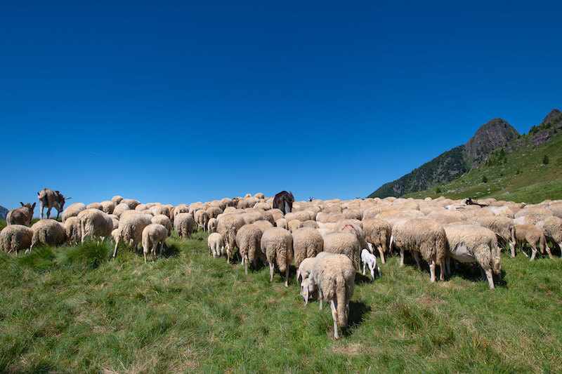 And I will give you pastors according to mine heart showing a flock of sheep