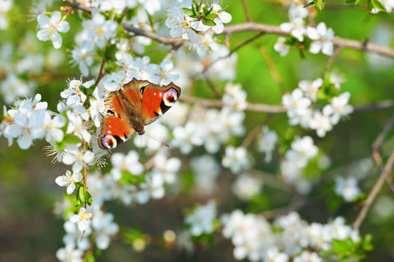 Grace is an experience showing a butterfly