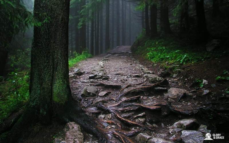 The mystery of God image showing a dark forest