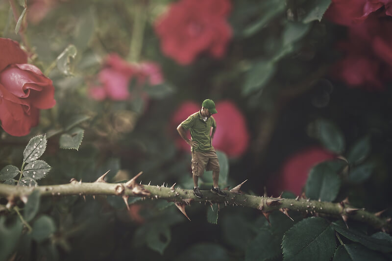 The cares of this life choked the word showing thorn bush