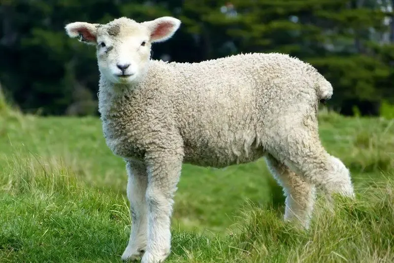 behold the lamb of God showing a lamb