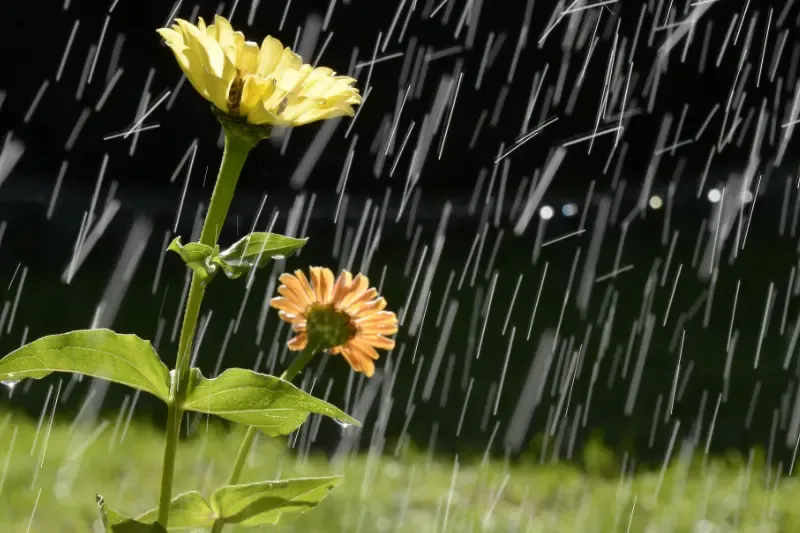 elijah prayed for rain