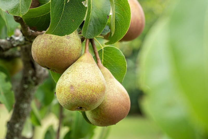 first fruits bearing fruit