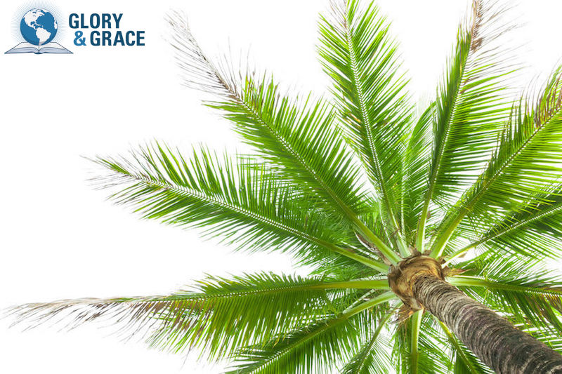Flourishing in God's presence image showing a healthy palm tree