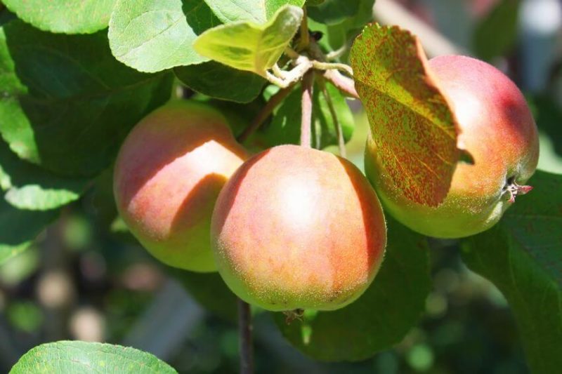 The Garden of Eden image showing three healthy fruits