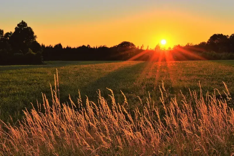 Hast thou commanded thy morning showing sun rise