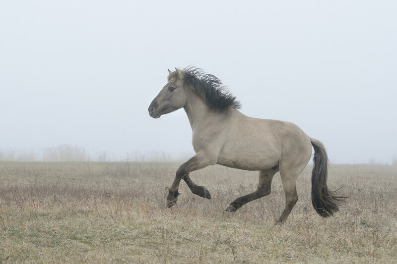 horse prepared for battle showing a battle horse