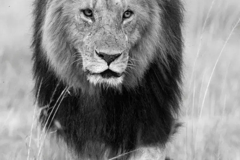 how to come boldly showing a lion