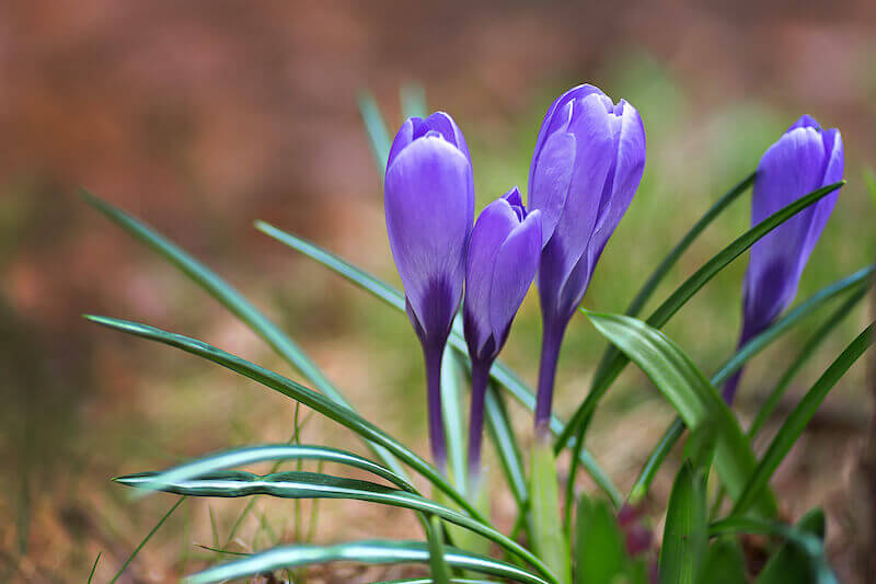 I am the rose of Sharon showing crocus