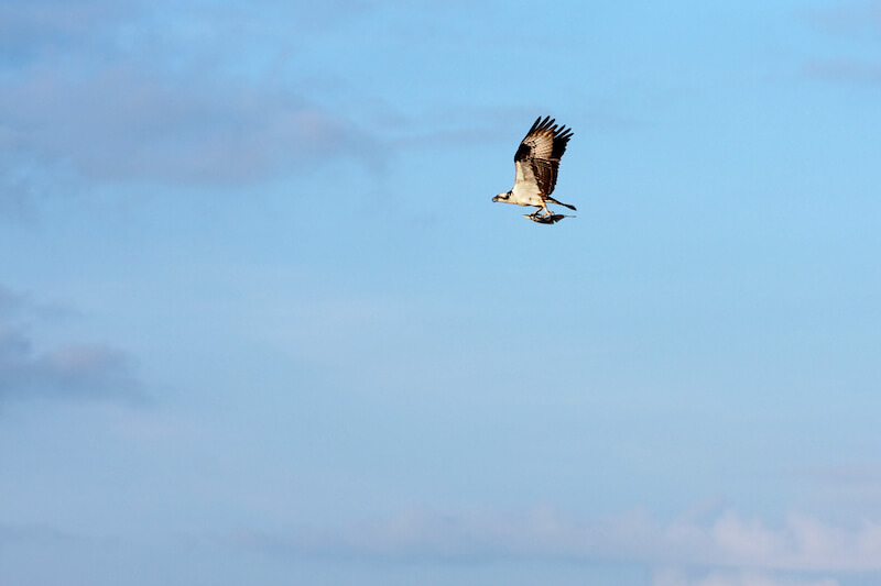 they shall mount up with wings as eagles showing an eagle in flight