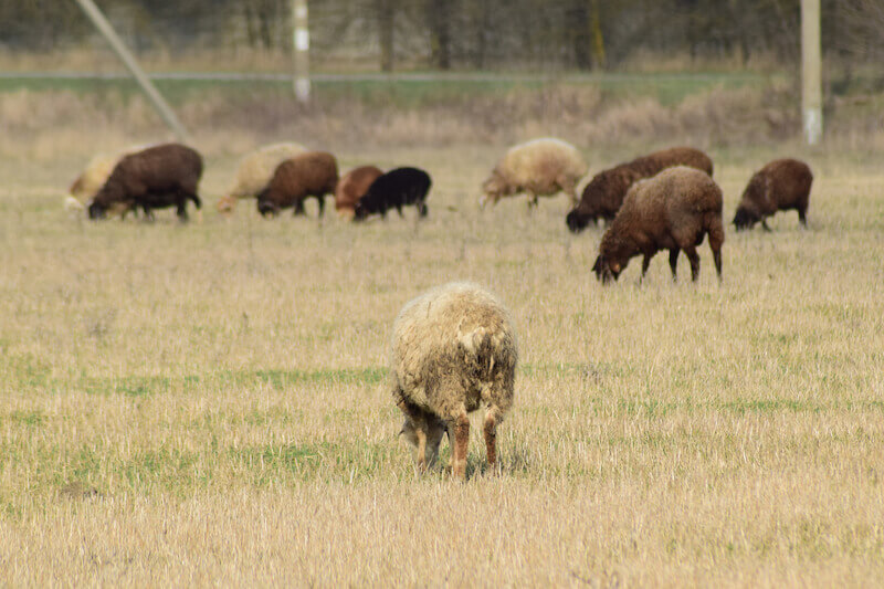 obededom blessings of God showing sheep grazing