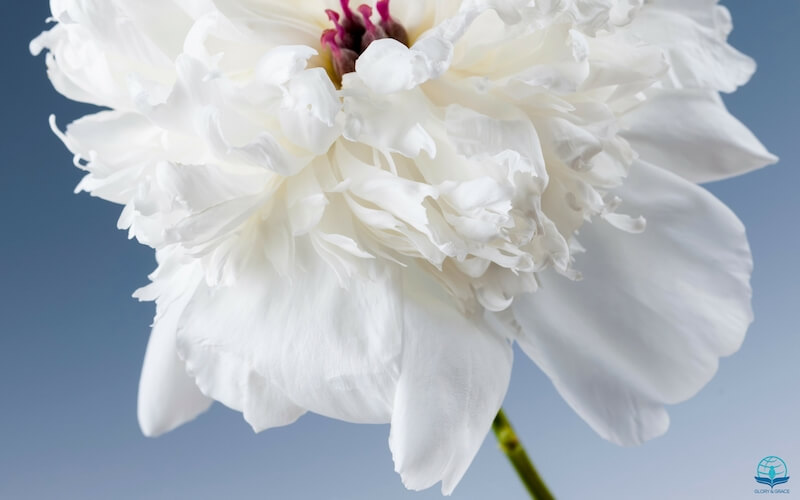 Oneness with Christ image showing one white rose flower
