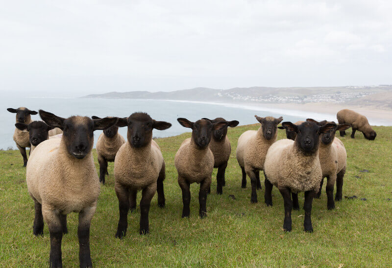 shepherds after God's heart showing the sheep