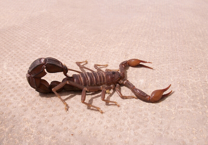 power to tread upon serpents and scorpions showing a scorpion