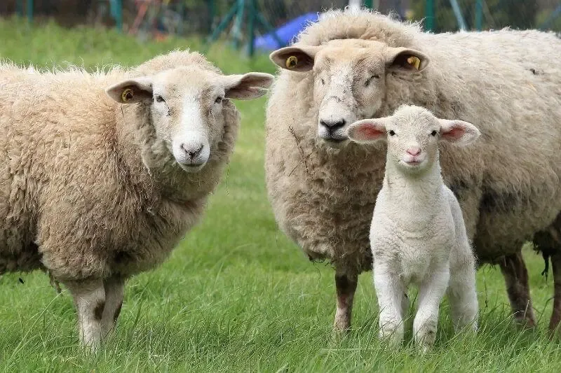 Presening your bodies as a living sacrifice showing three sheep