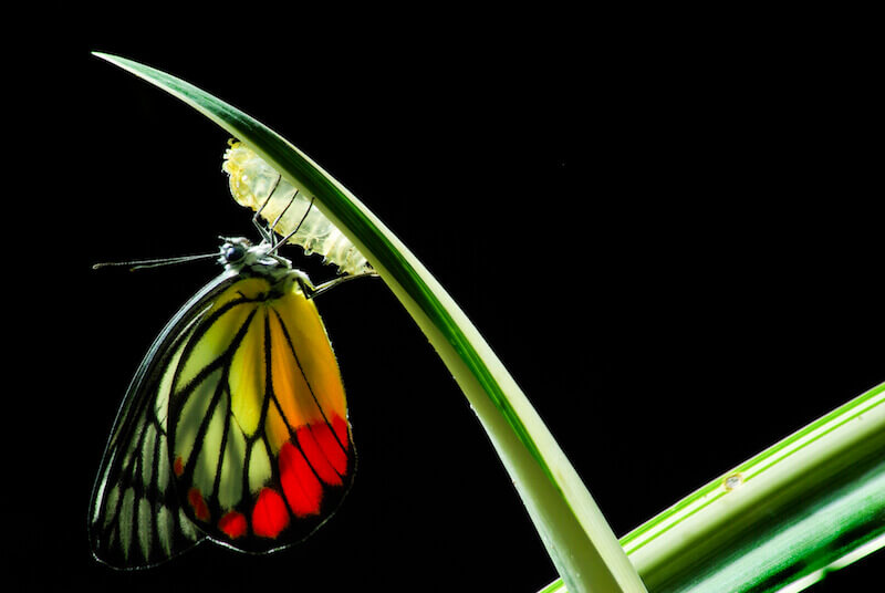 Spiritual renewal showing a butterfly in development