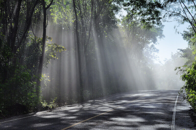 Results of faith showing a forest with light rays