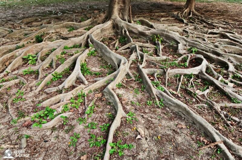 root of bitterness
