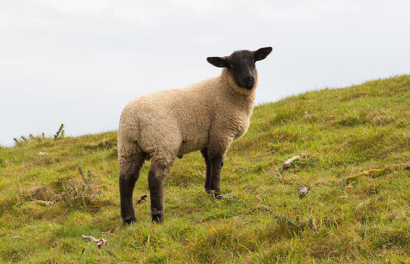 royal priesthood showing a sheep