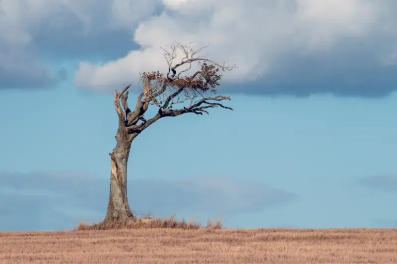spiritual dryness showing a withered tree in the desert