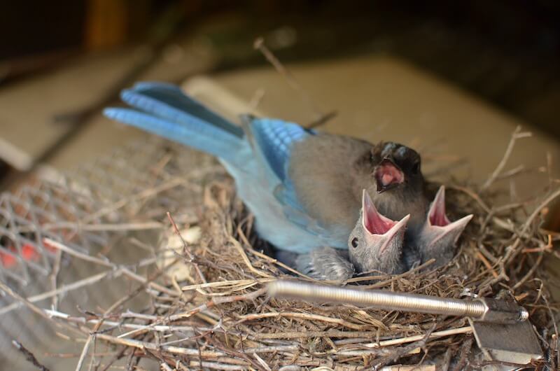 spiritual malnutrition showing hungry birds