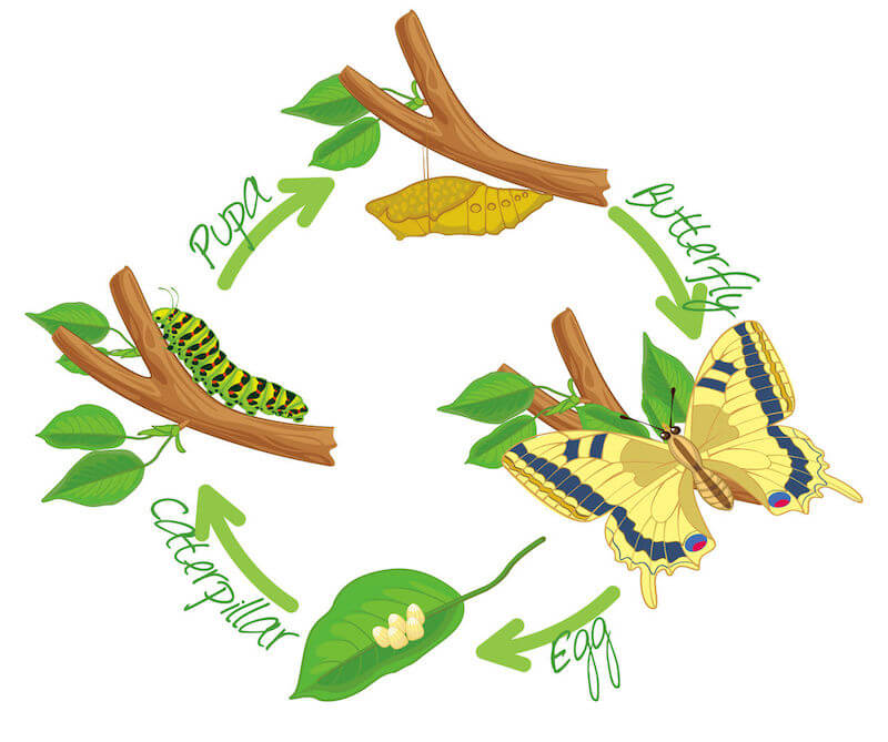 Spiritual metamorphosis can be triggered in your life