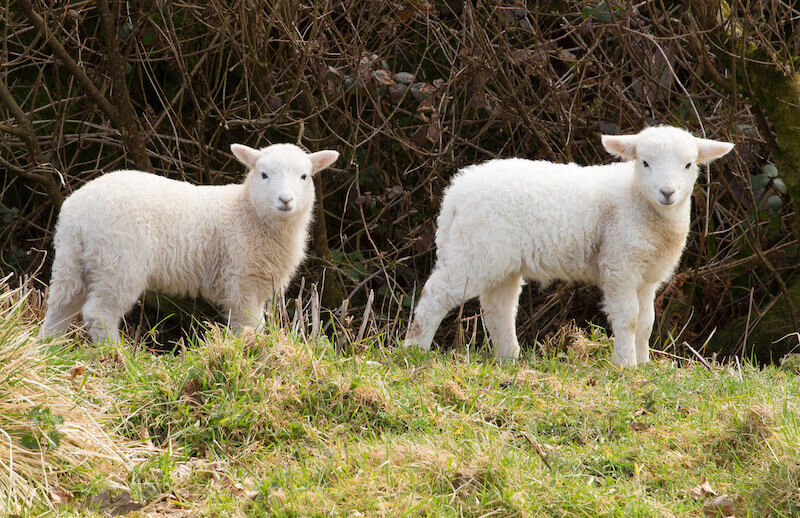 the Lamb of God showing two little lambs