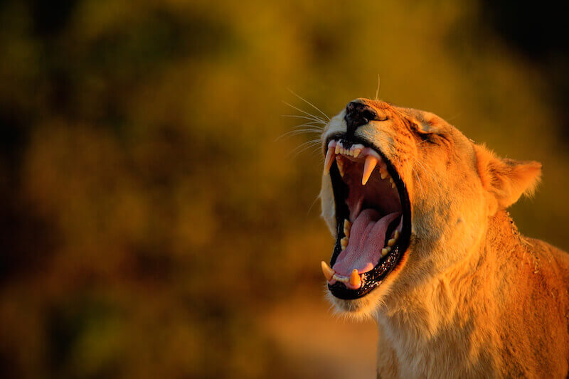LORD roaring from Zion showing a lion