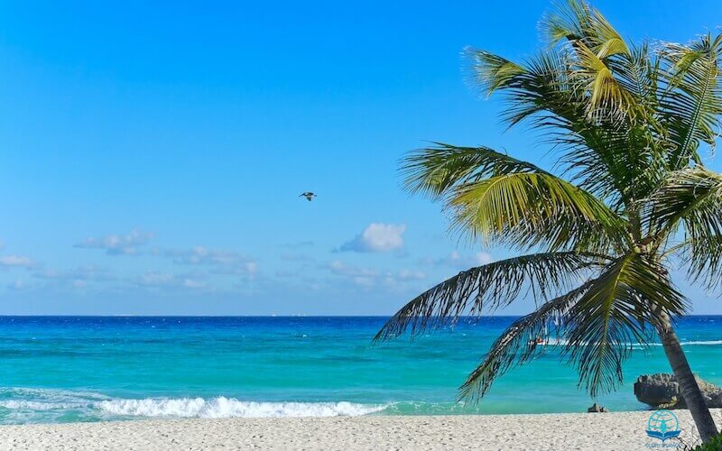 Those that be planted in the house of the Lord showing a palm tree in the beach
