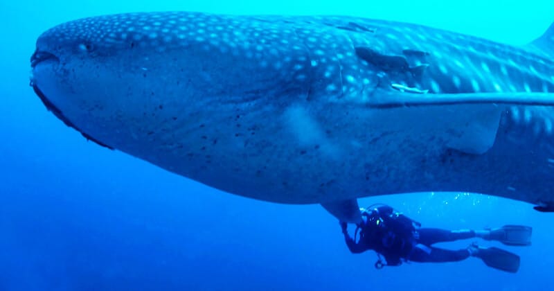 the sign of the prophet Jonah showing a whale