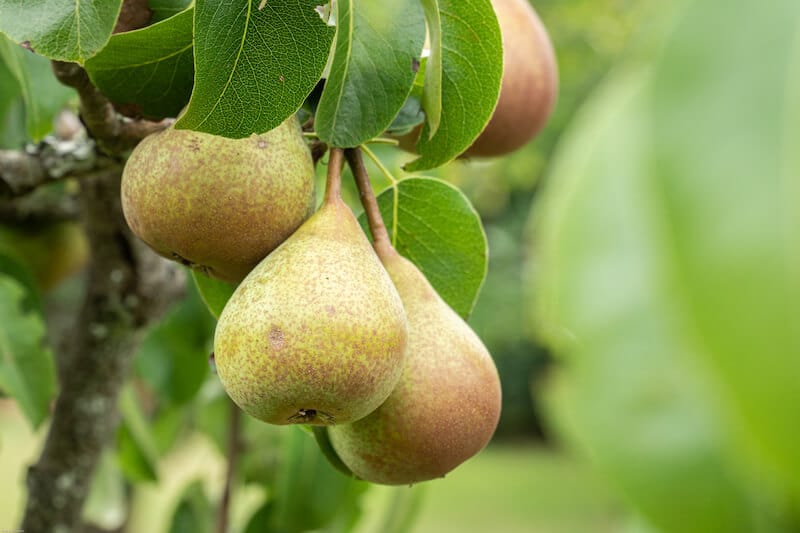 first fruits bearing fruit