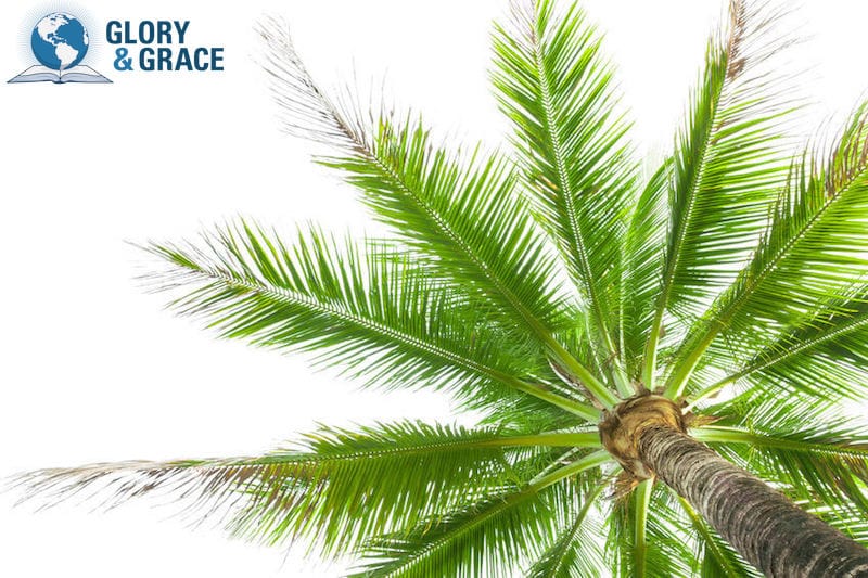 Flourishing in God's presence image showing a healthy palm tree