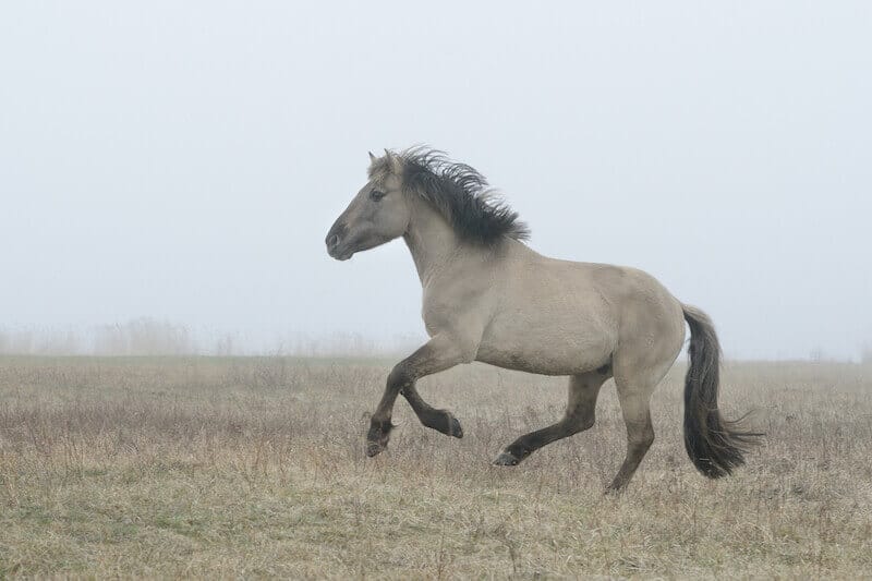 horse prepared for battle showing a battle horse