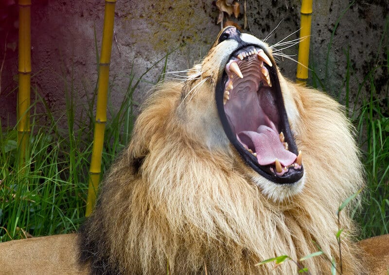 lion of the tribe of Judah showing an African lion