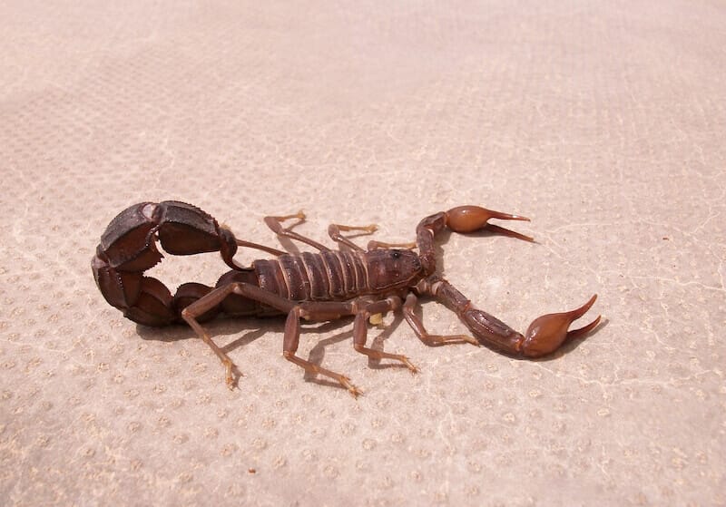 power to tread upon serpents and scorpions showing a scorpion