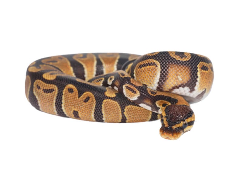spirit of divination showing a python