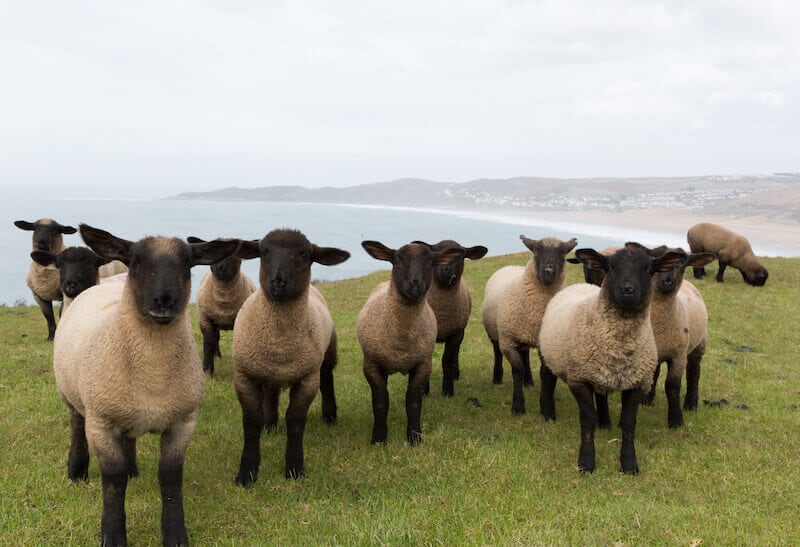 shepherds after God's heart showing the sheep