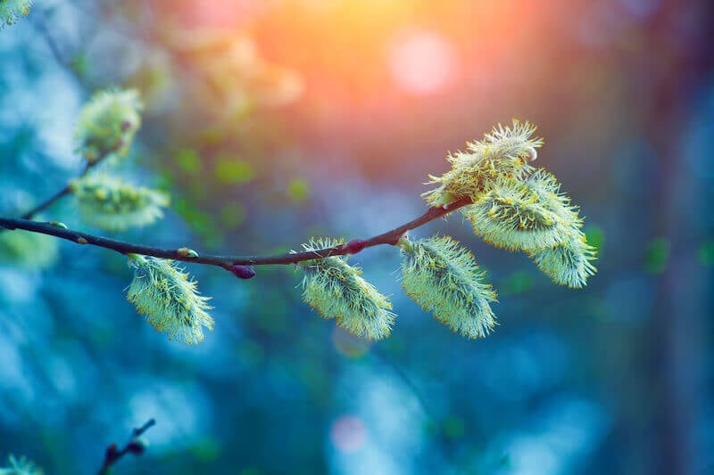 Willow tree branch