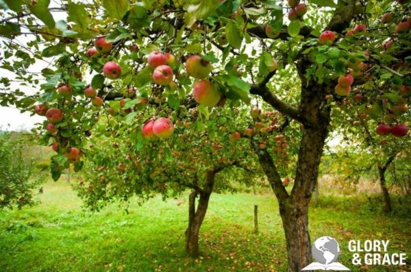 Ablde in Me image showing a tree with fruits
