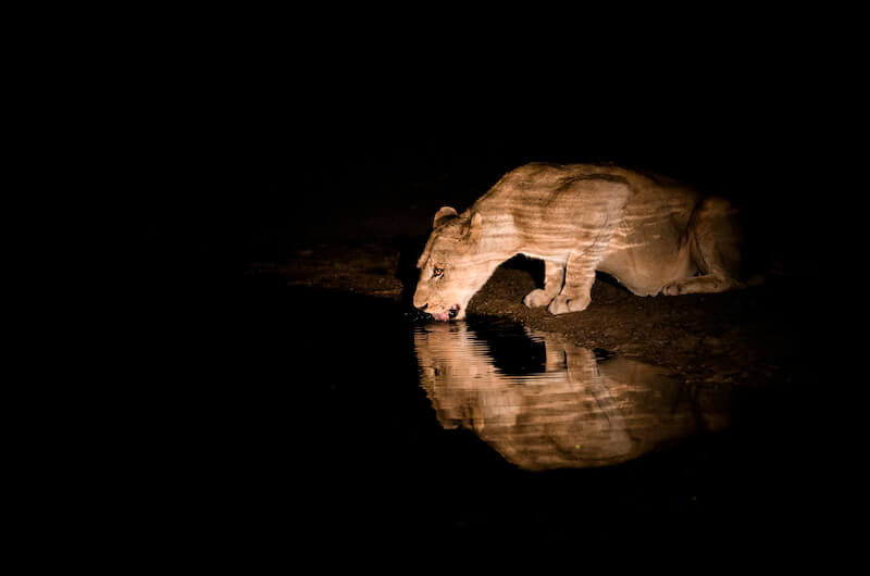As in water face answereth unto face showing a lioness drinking water