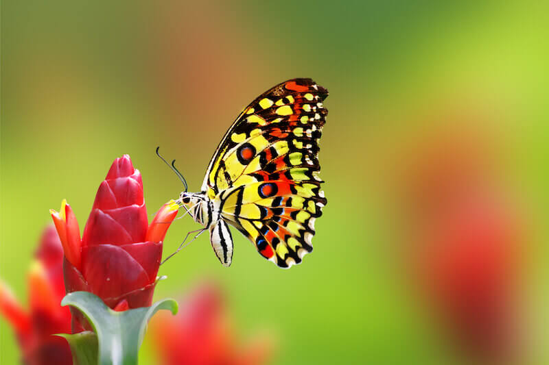 be transformed by the renewing of your mind showing a buttery