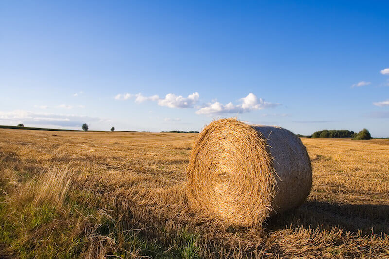 behold i have set the land before you showing harvest time