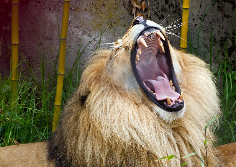 lion of the tribe of Judah showing an African lion