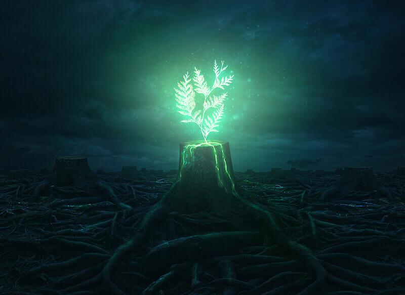 new creation showing a new treat growing on a dead tree stump
