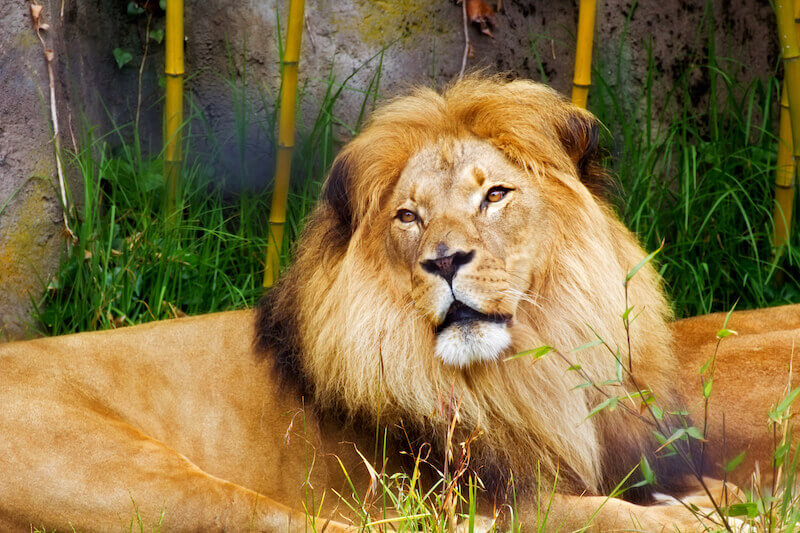 righteous as bold as a lion showing an african lion