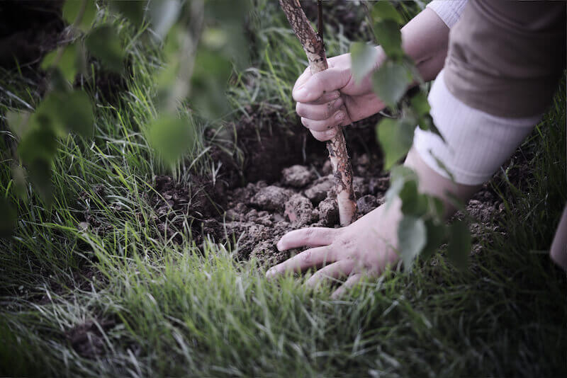 Rooted and grounded showing a tree roots