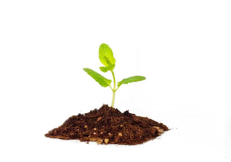 seed principle in relationships showing little plant growing