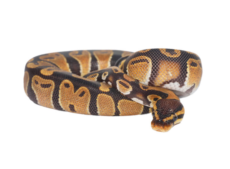 spirit of divination showing a python