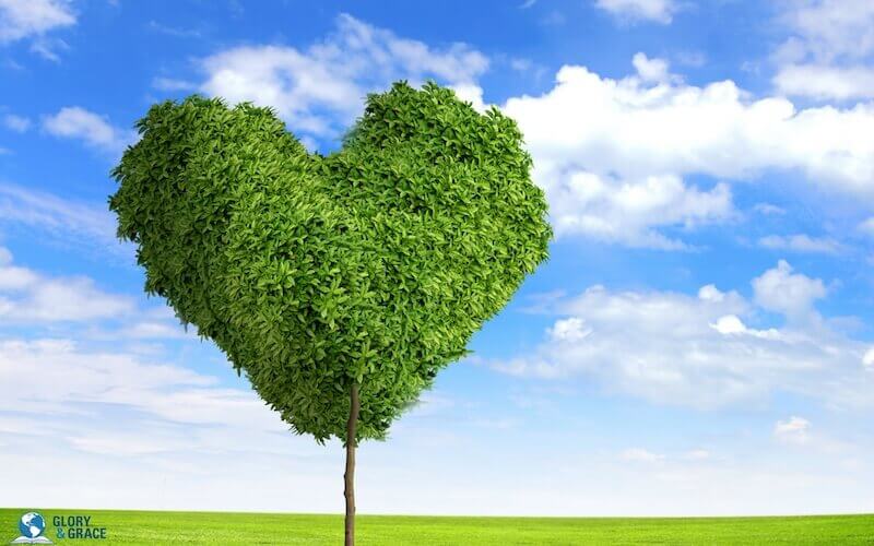 The circumcision of the heart showing a heart in leaves
