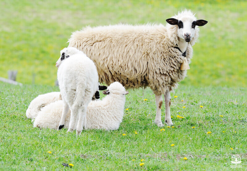 Silent as a sheep image showing sheep